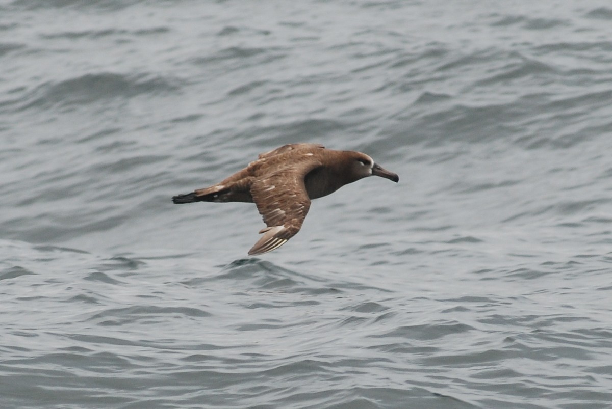 Albatros à pieds noirs - ML515890561