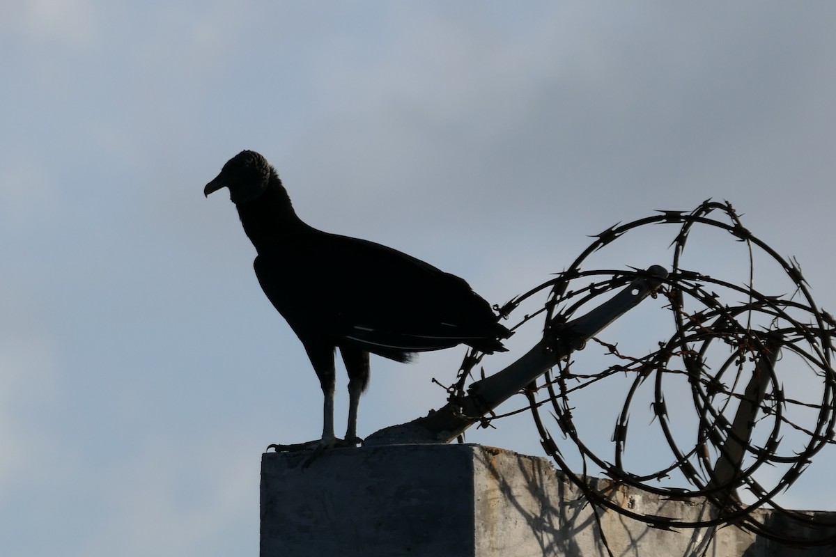 Black Vulture - ML515890981