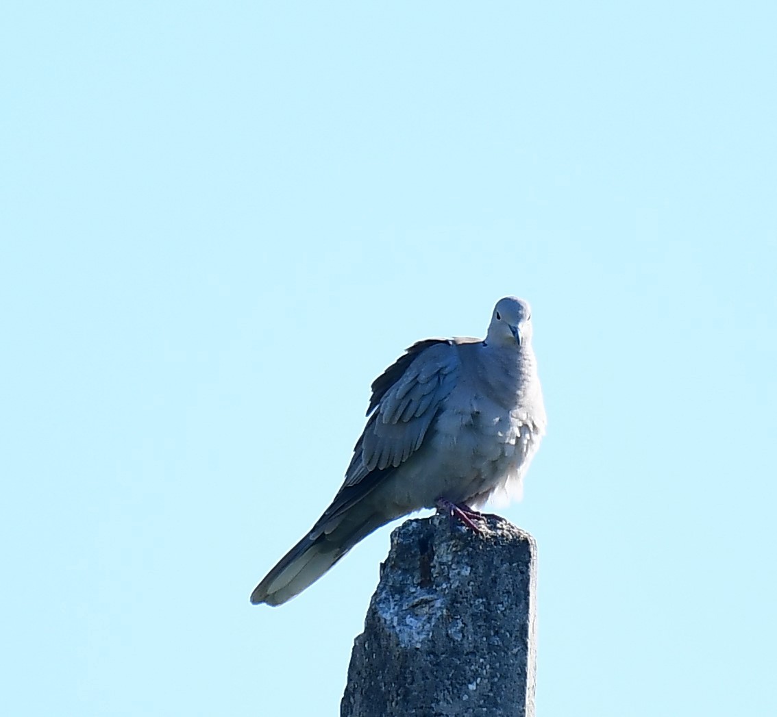 Eurasian Collared-Dove - ML515891221