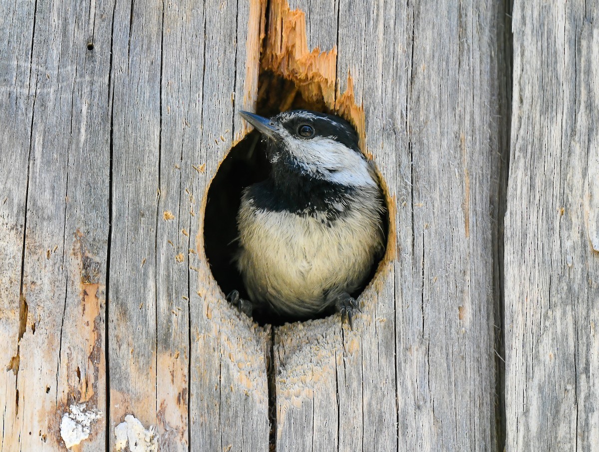 Mountain Chickadee - ML515891661