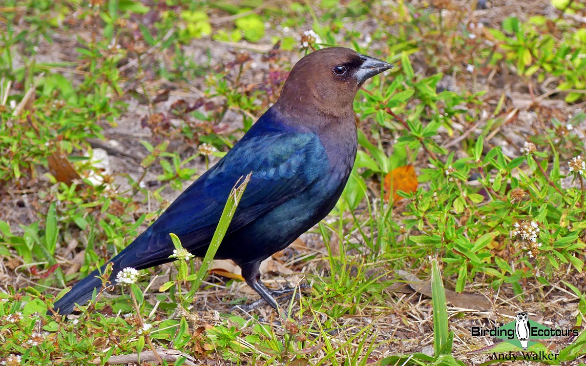 Brown-headed Cowbird - ML515892671