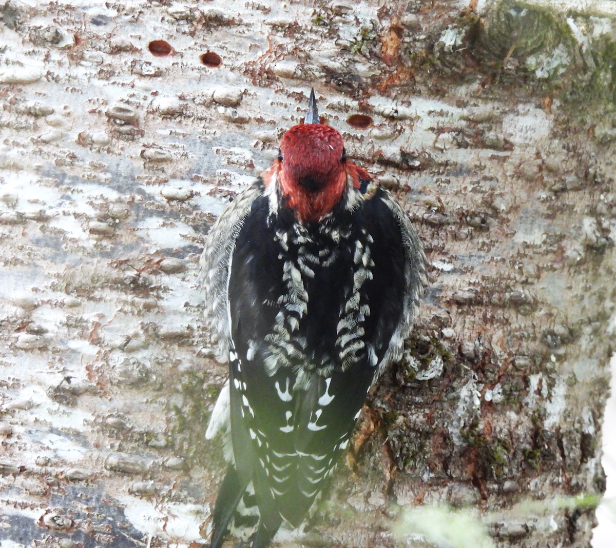 Red-naped x Red-breasted Sapsucker (hybrid) - ML515893471