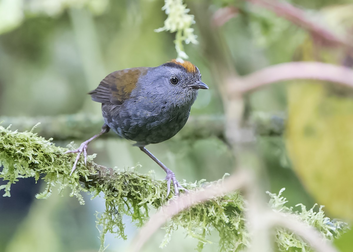 Wrenthrush - Guillermo Saborío Vega