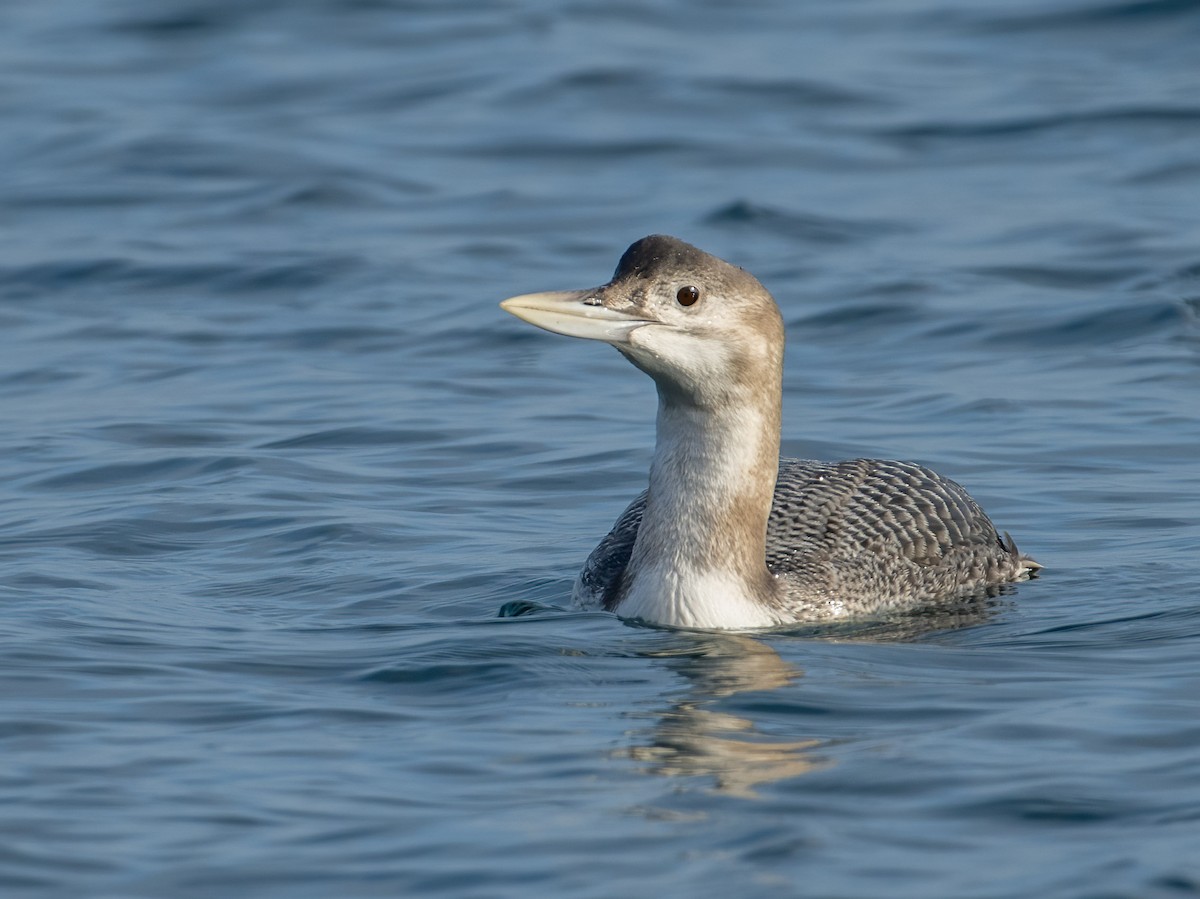 Yellow-billed Loon - ML515894351