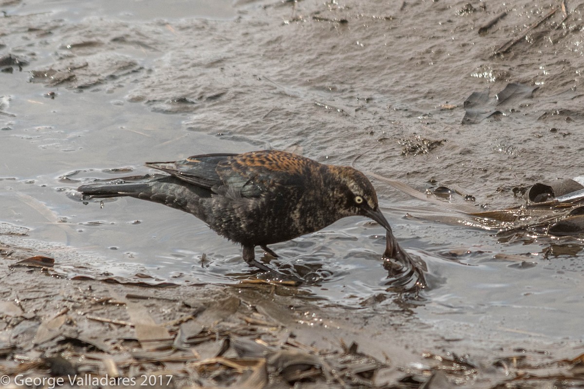 Rusty Blackbird - George Valladares