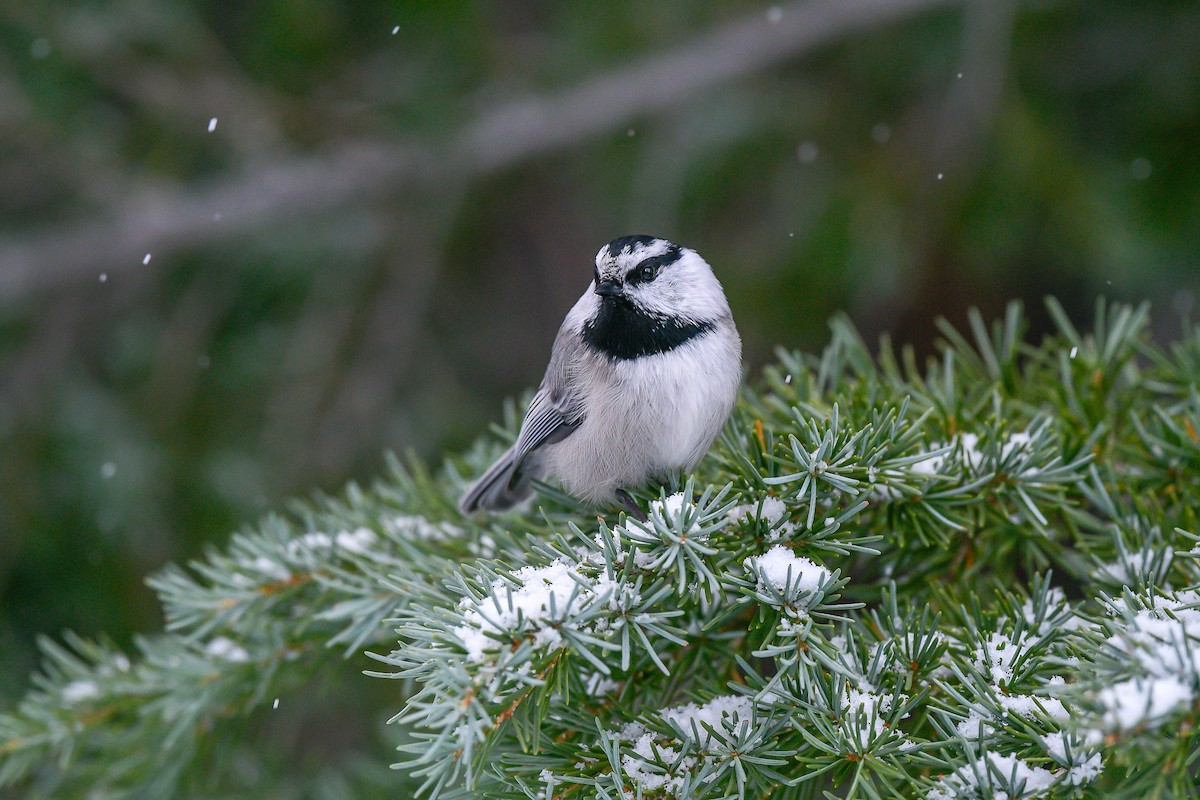 Mountain Chickadee - ML515896461