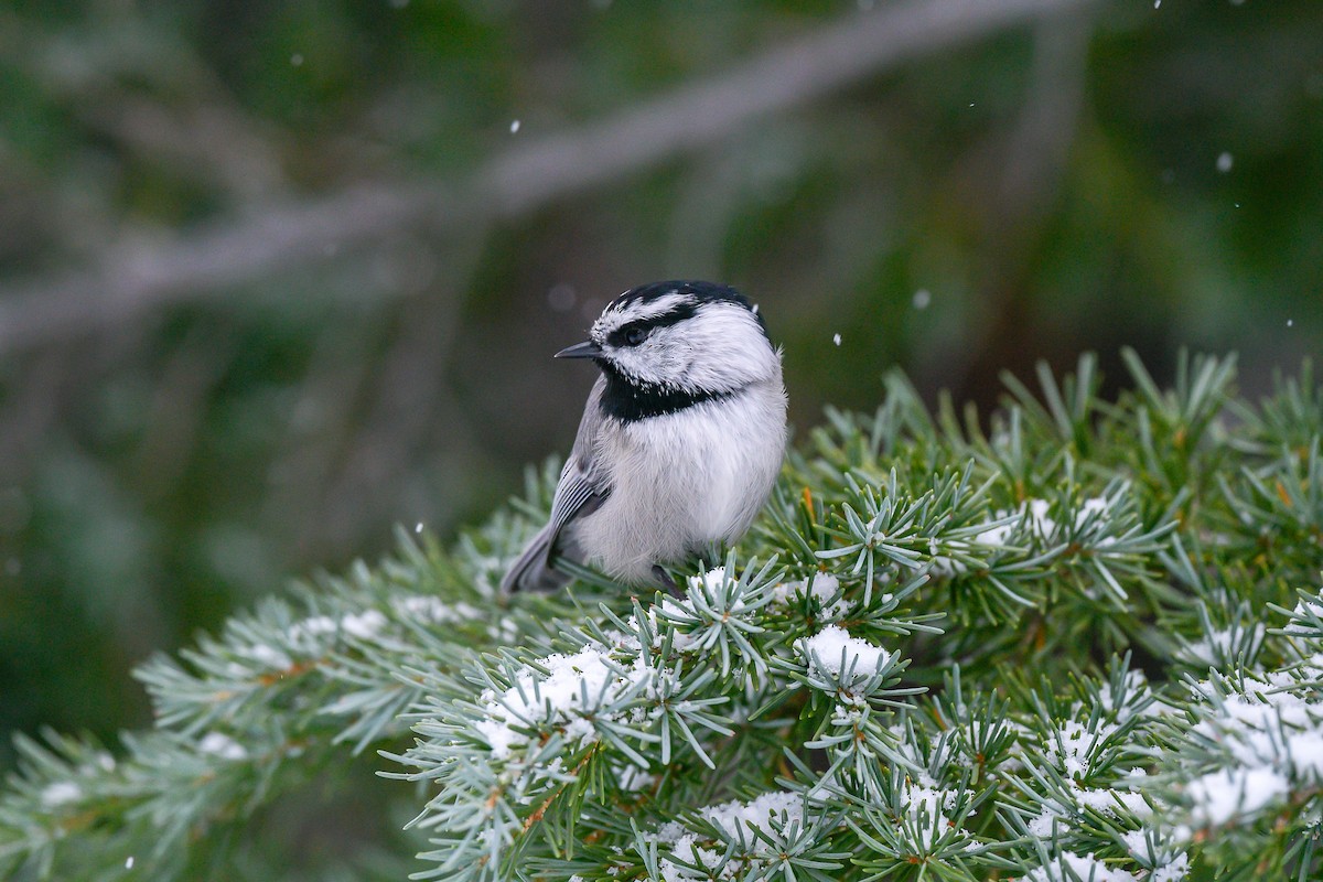 Mountain Chickadee - ML515896551