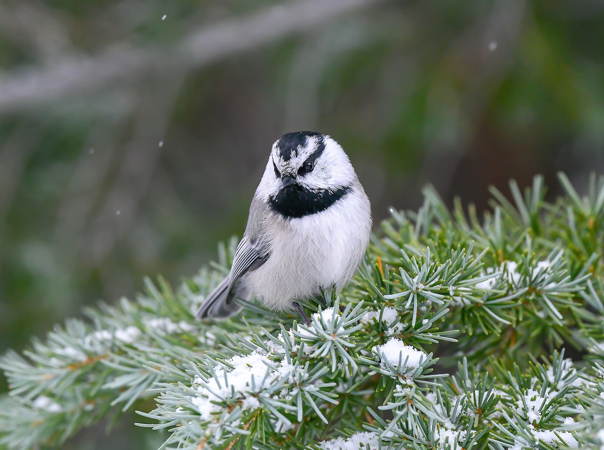 Mountain Chickadee - ML515896571
