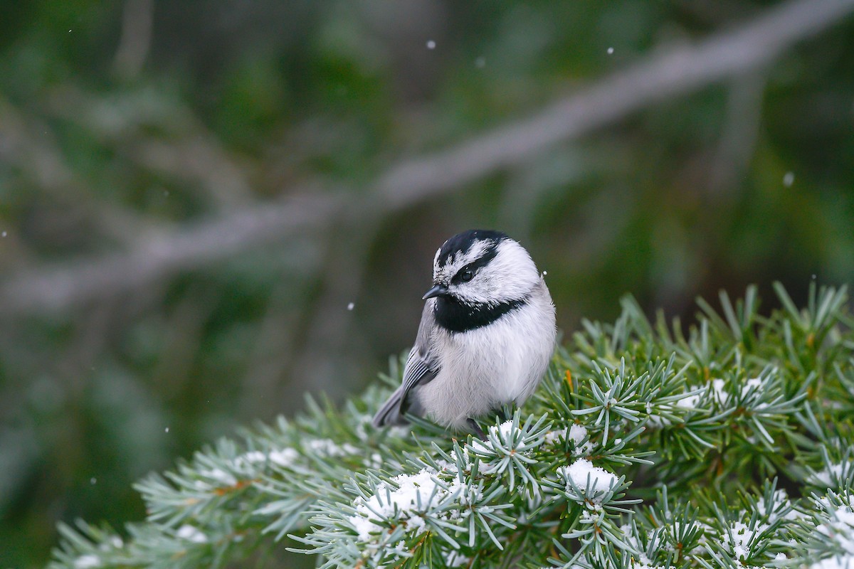 Mountain Chickadee - ML515896591