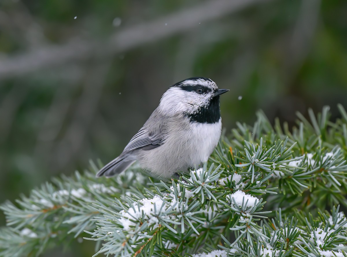 Mountain Chickadee - ML515896601