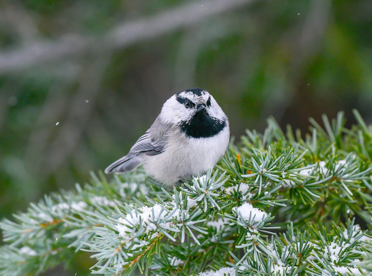 Mountain Chickadee - ML515896691