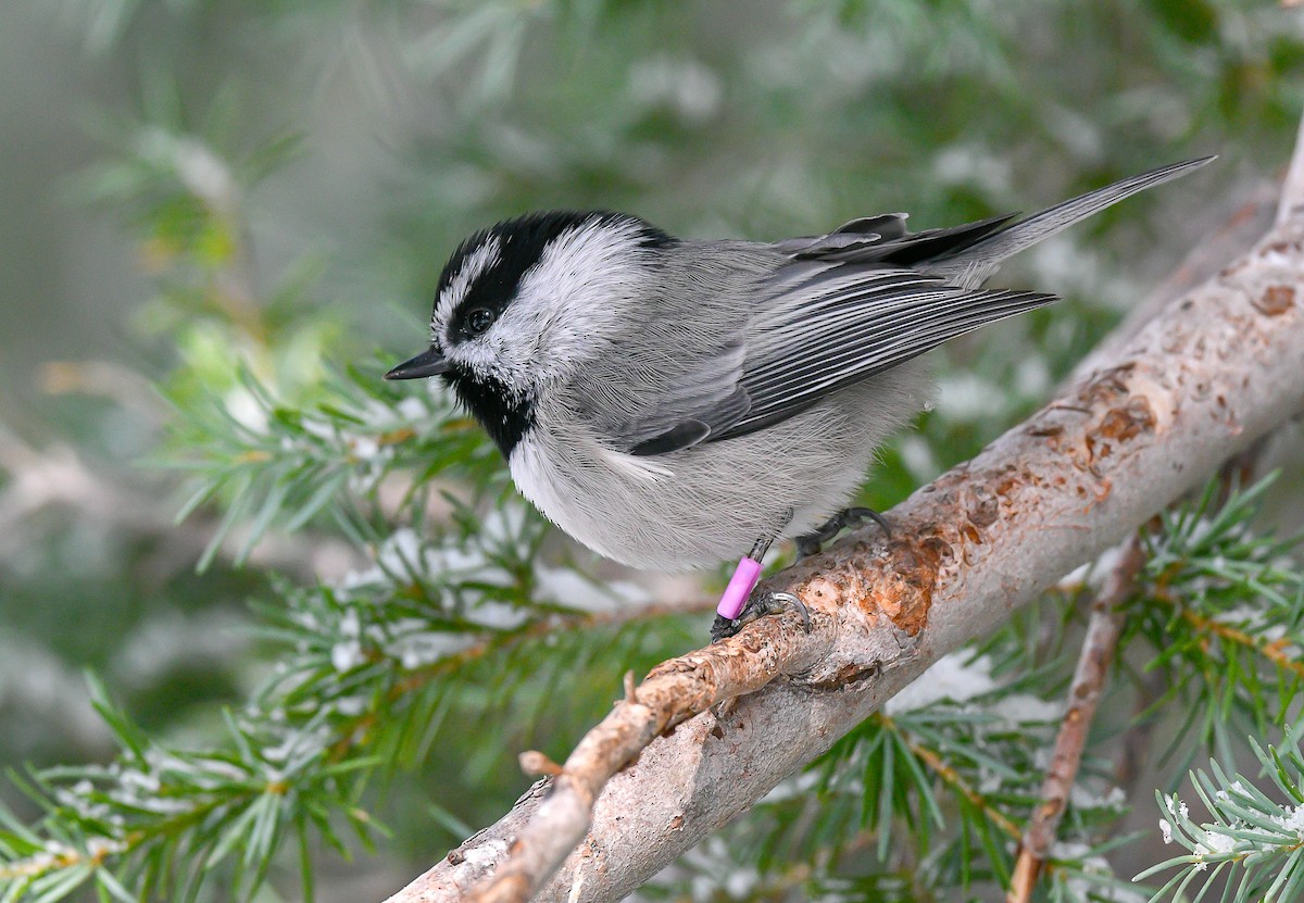 Mountain Chickadee - ML515896701
