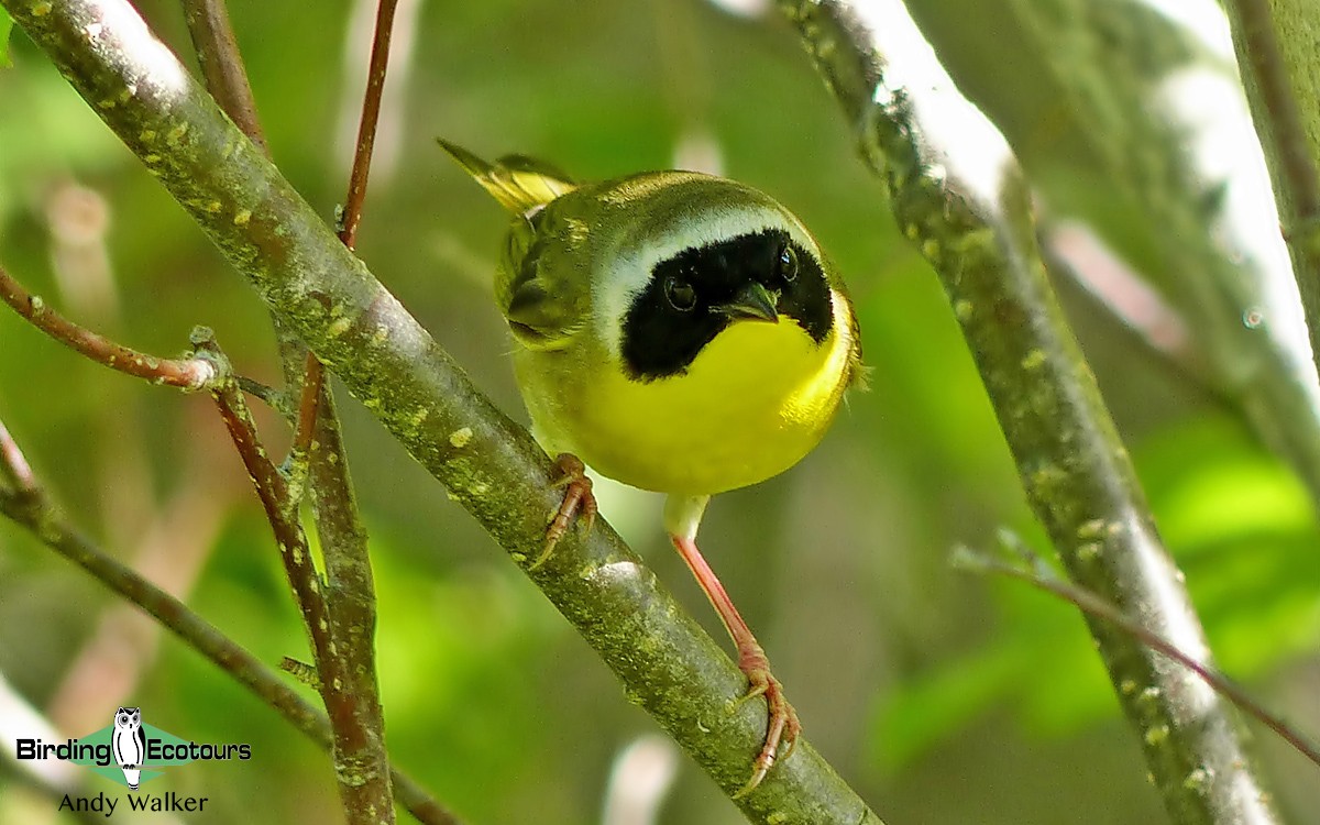 Common Yellowthroat - ML515896741