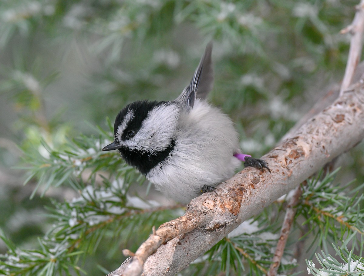 Mountain Chickadee - ML515896821