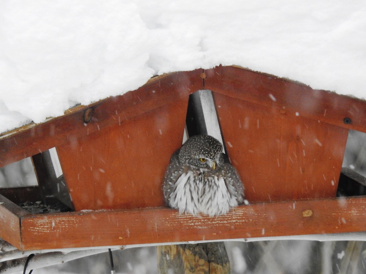 Northern Pygmy-Owl - ML515896891