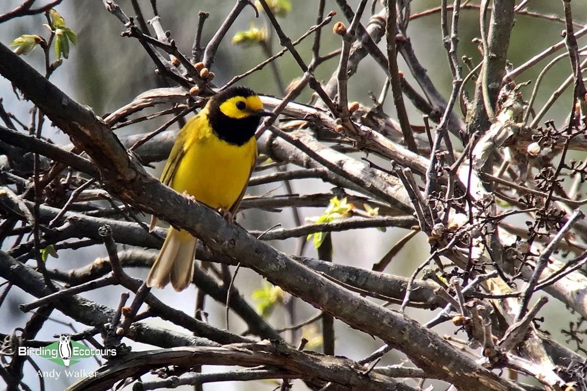 Hooded Warbler - ML515896981