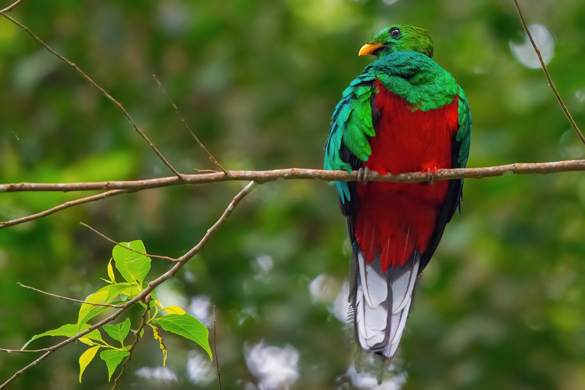 White-tipped Quetzal - Jaap Velden