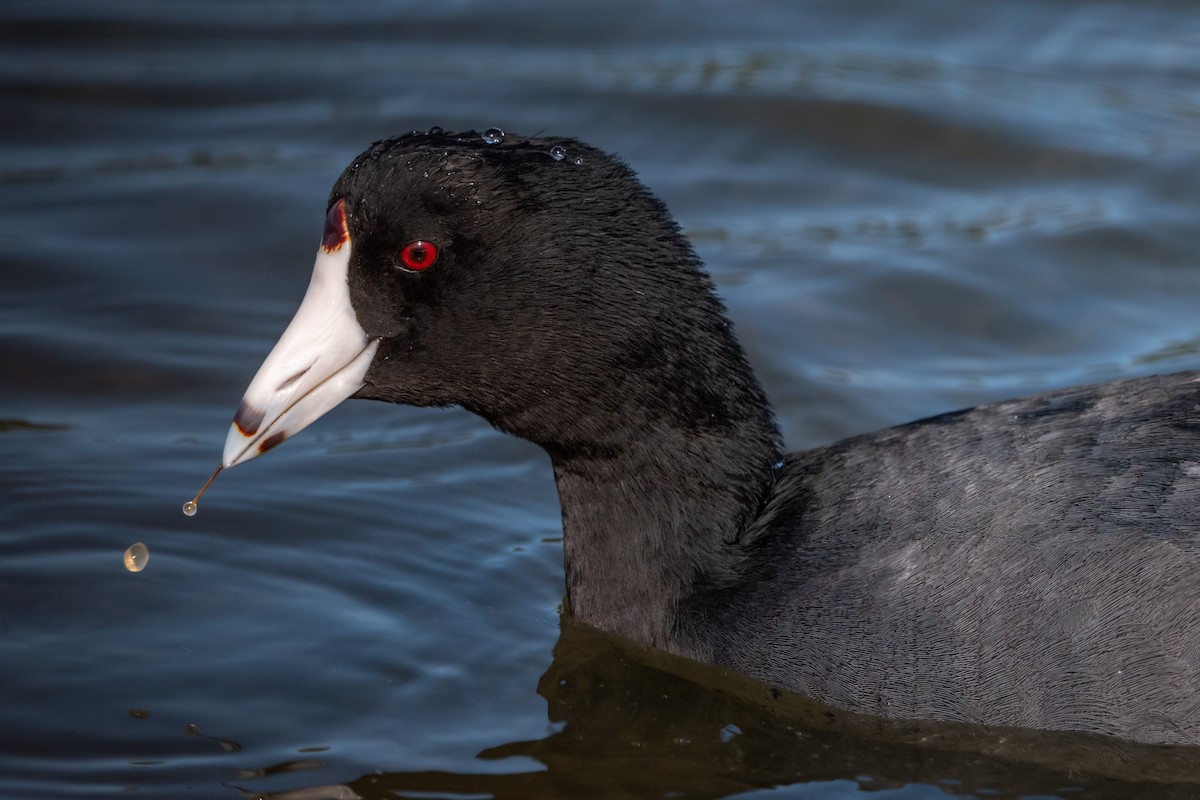 American Coot - Henrey Deese