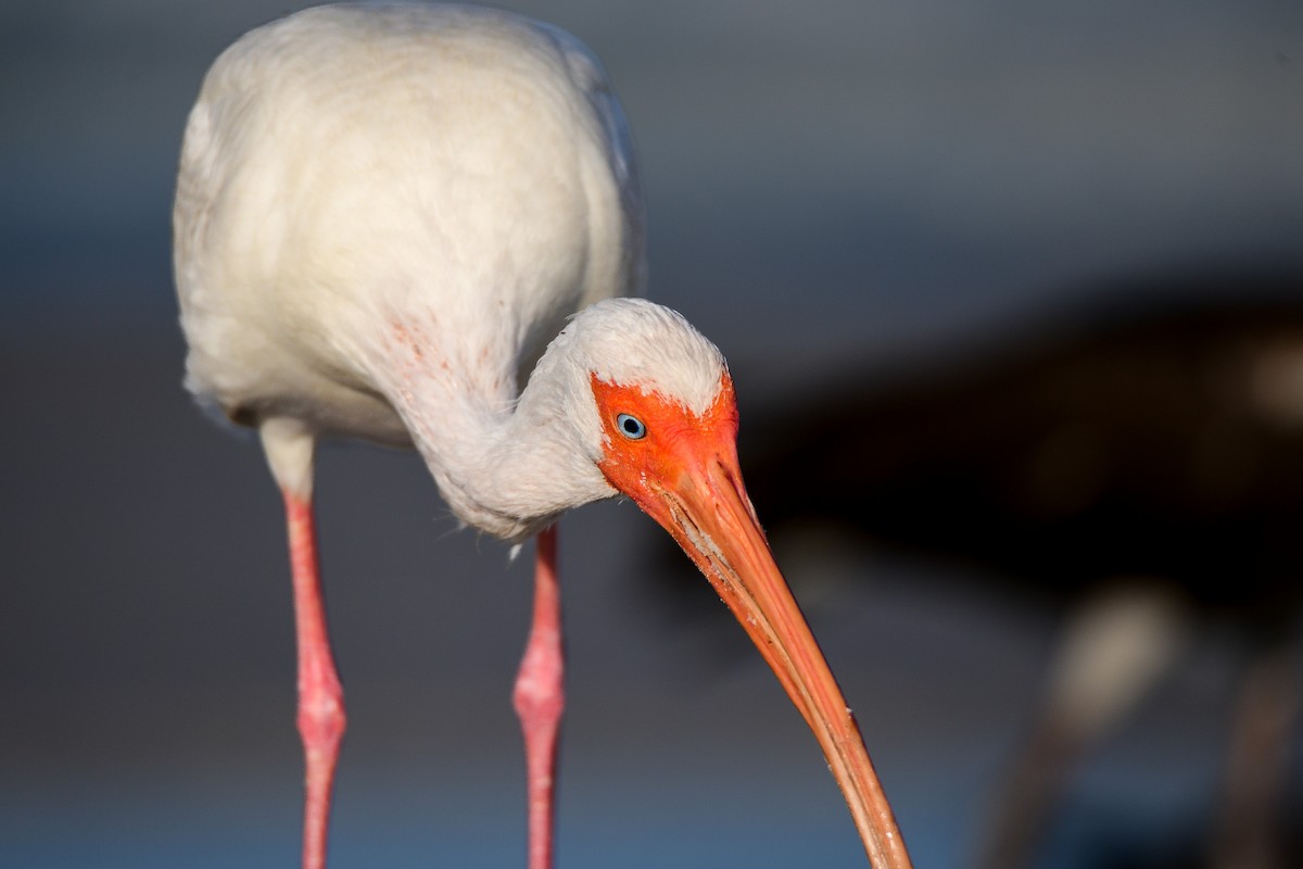 White Ibis - Kieran Barlow