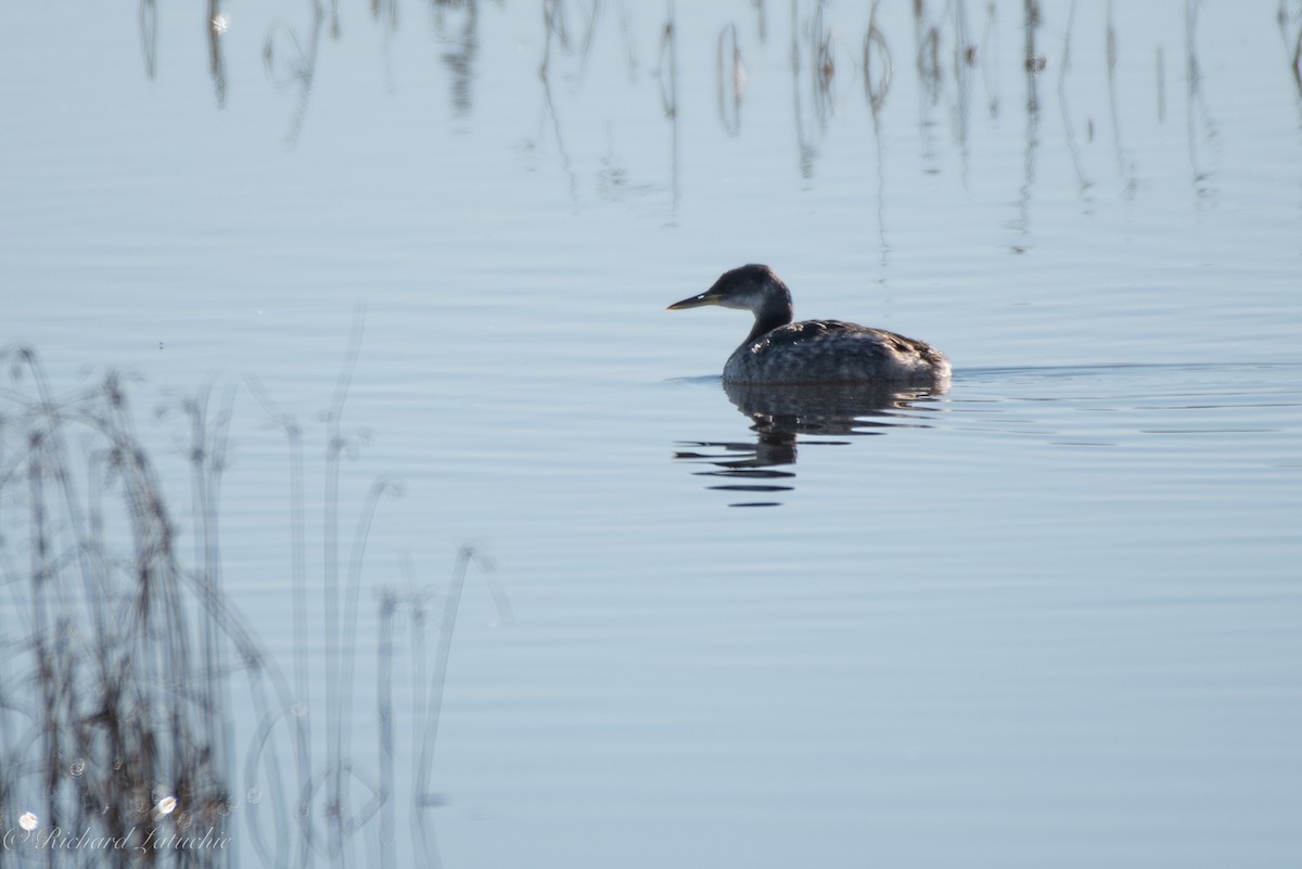 Red-necked Grebe - ML515899281