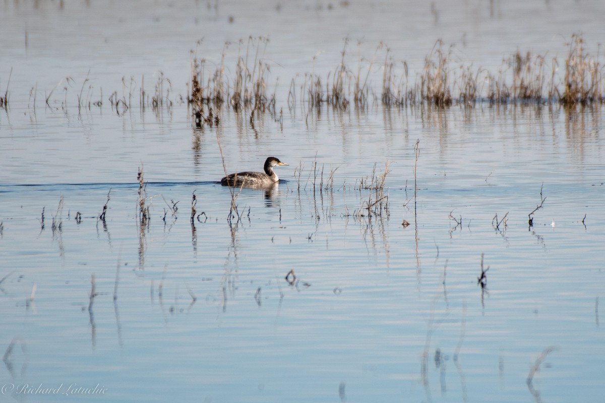 Red-necked Grebe - ML515899291