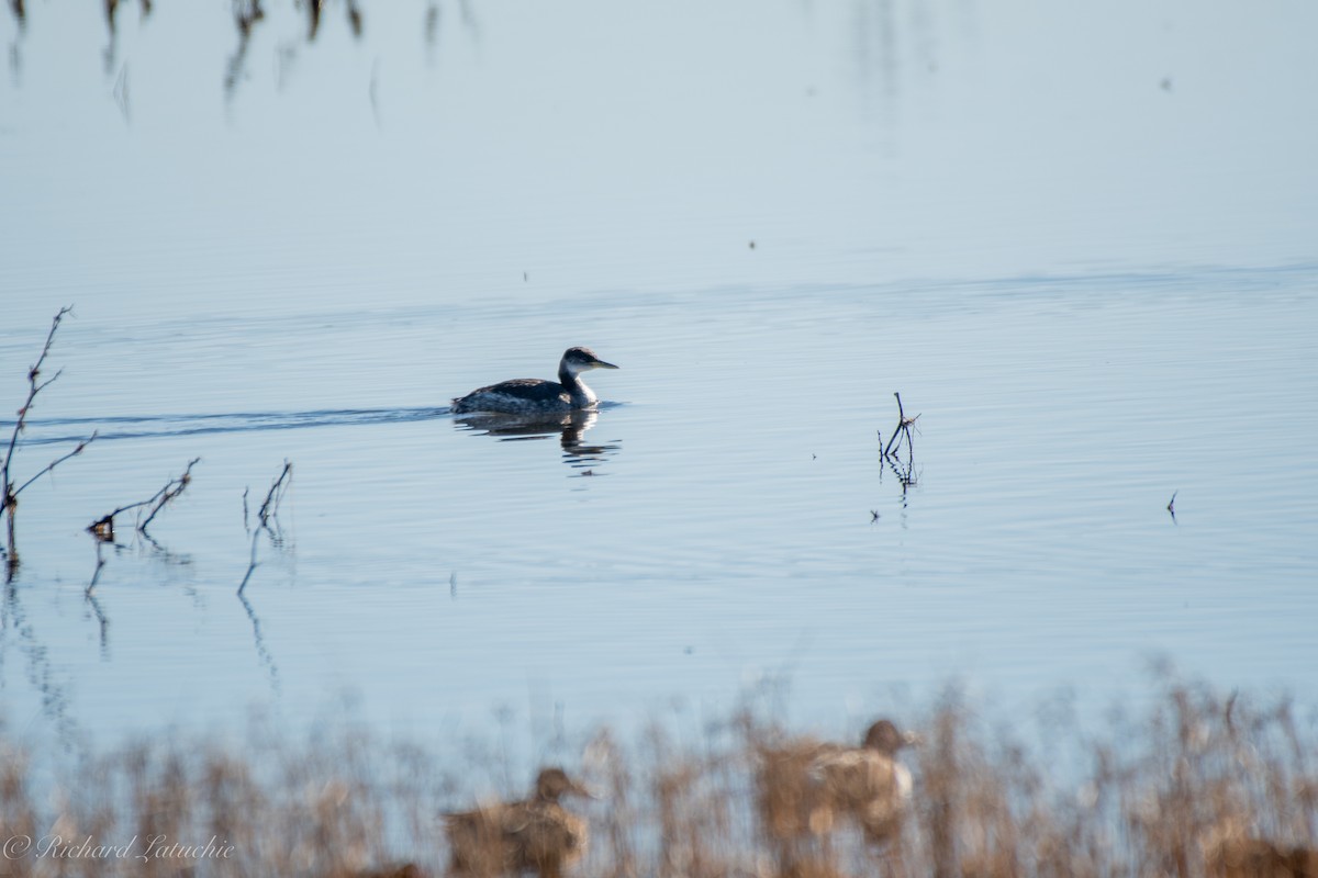 Red-necked Grebe - ML515899331