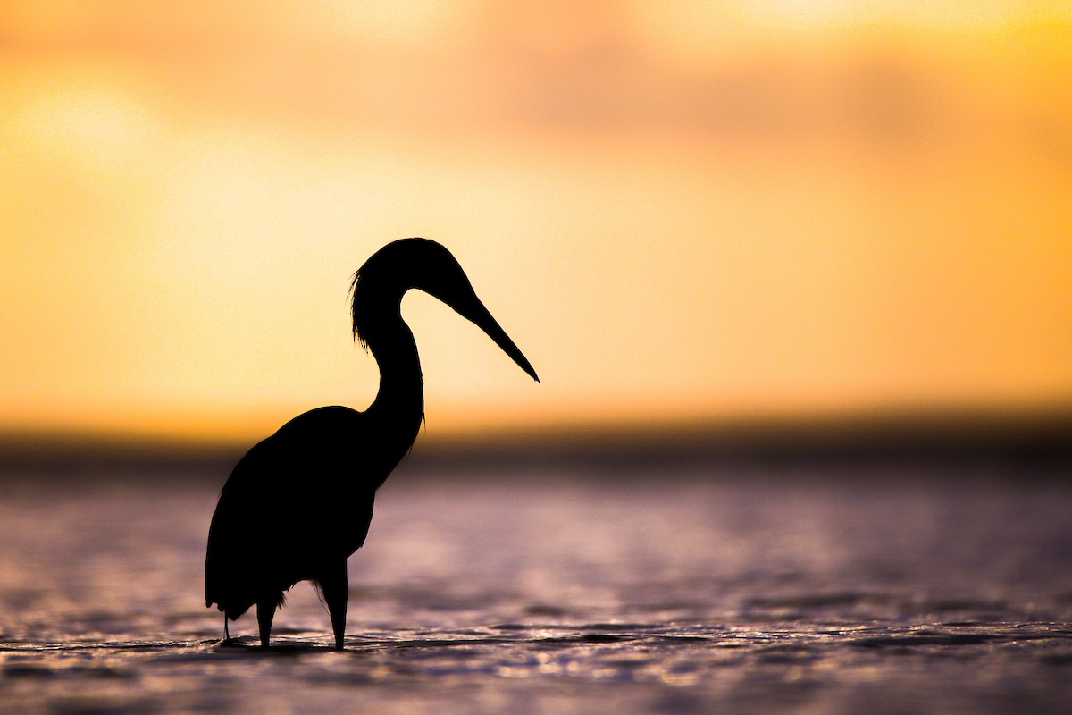 Reddish Egret - Kieran Barlow