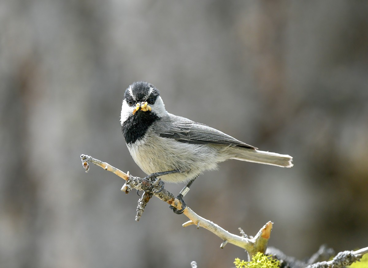 Mountain Chickadee - ML515900191