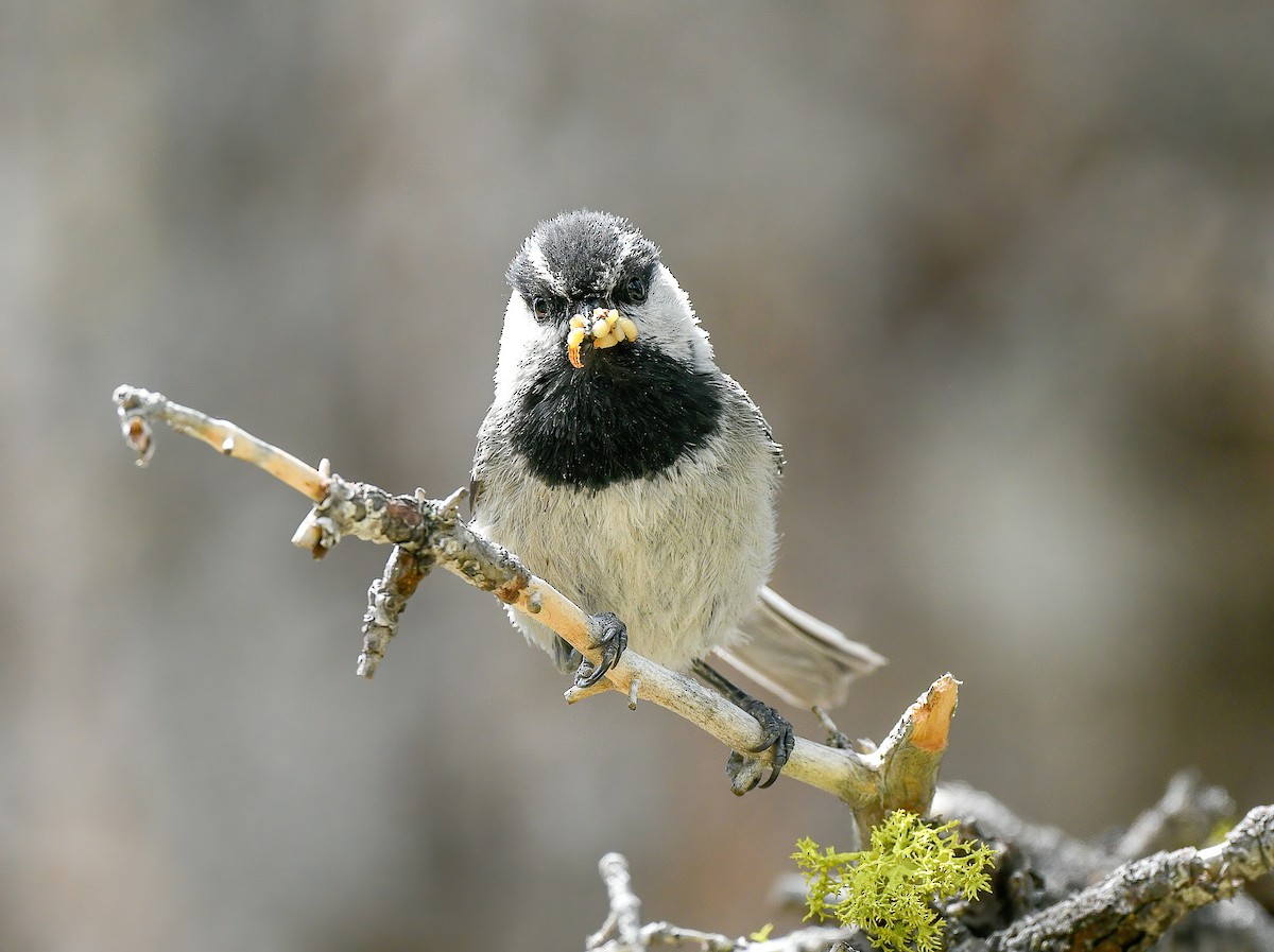 Mountain Chickadee - ML515900241