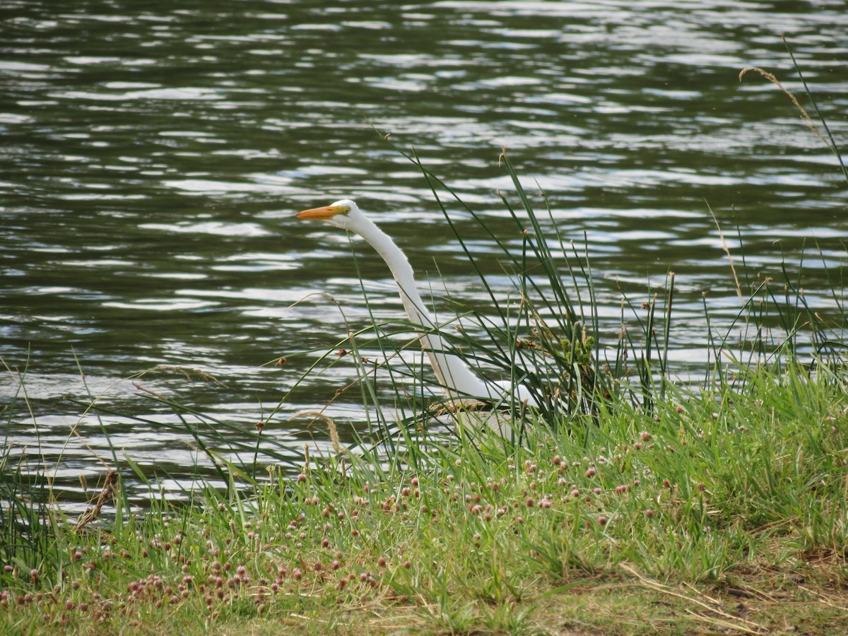 Great Egret - adriana centeno