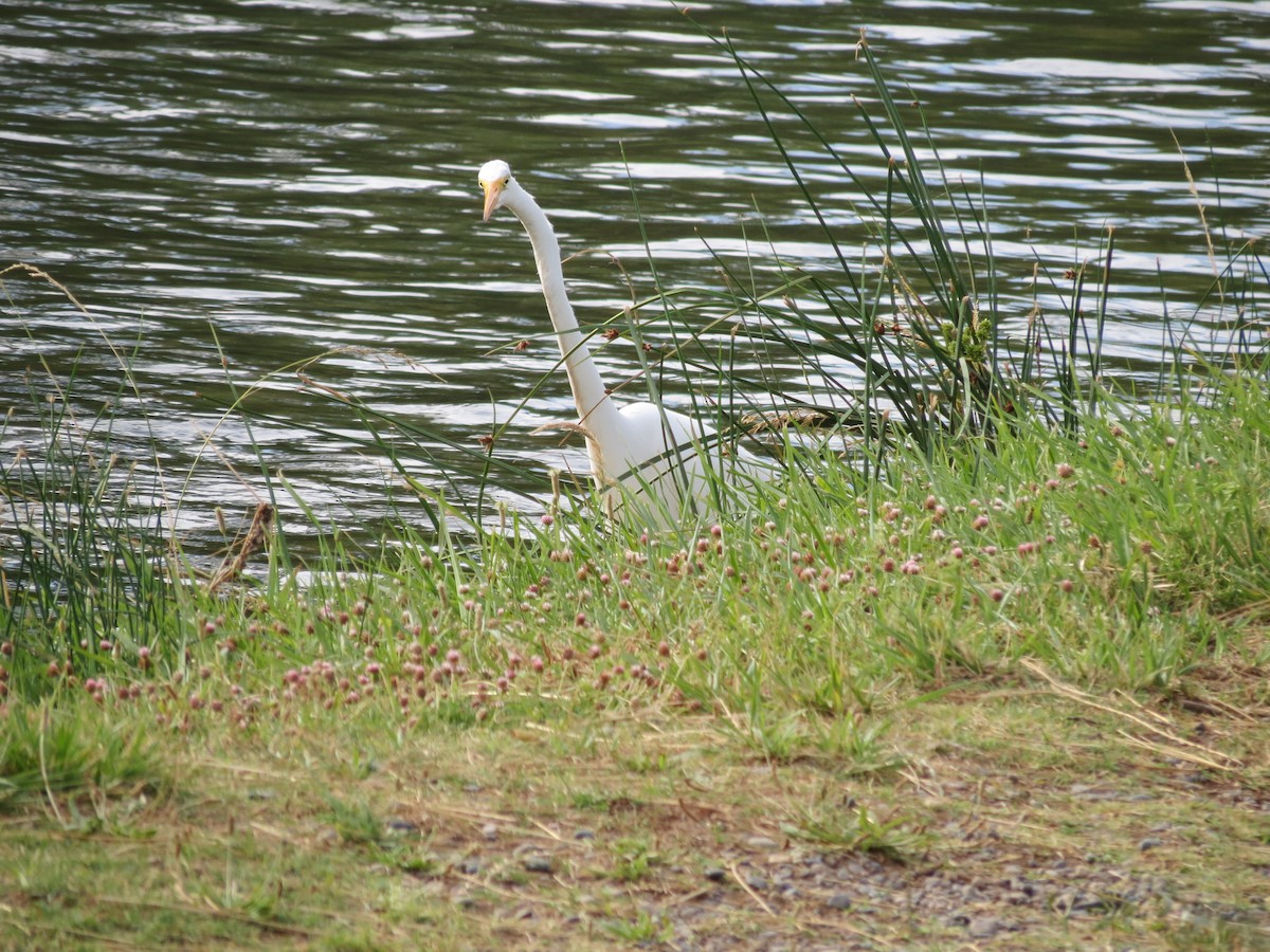 Great Egret - adriana centeno