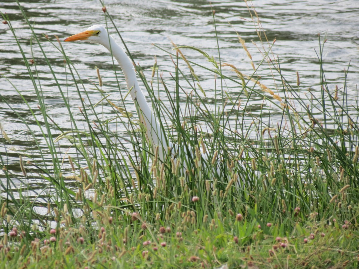Great Egret - adriana centeno