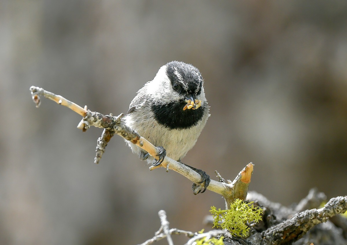 Mountain Chickadee - ML515900331