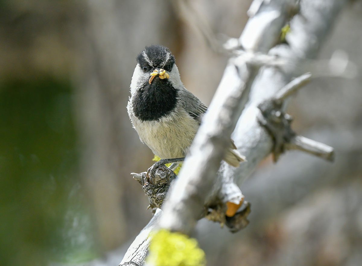 Mountain Chickadee - ML515900421