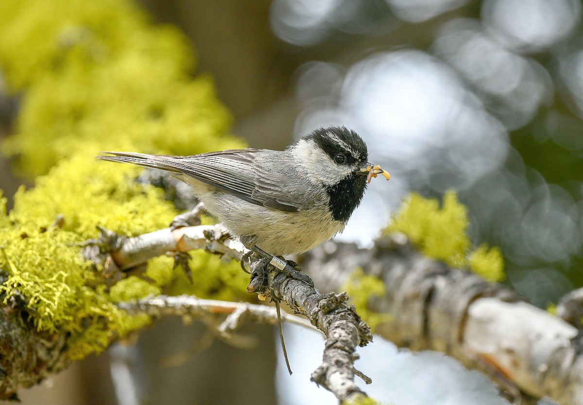 Mountain Chickadee - ML515900451