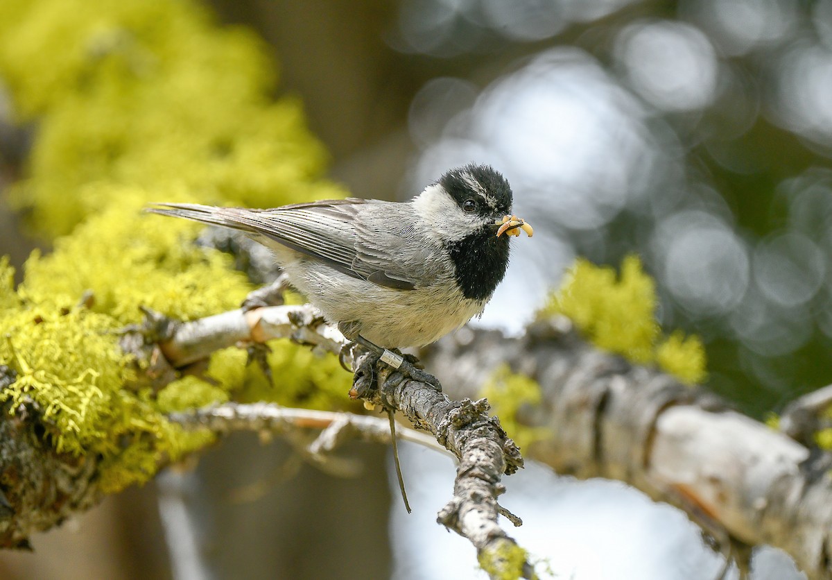 Mountain Chickadee - ML515900611