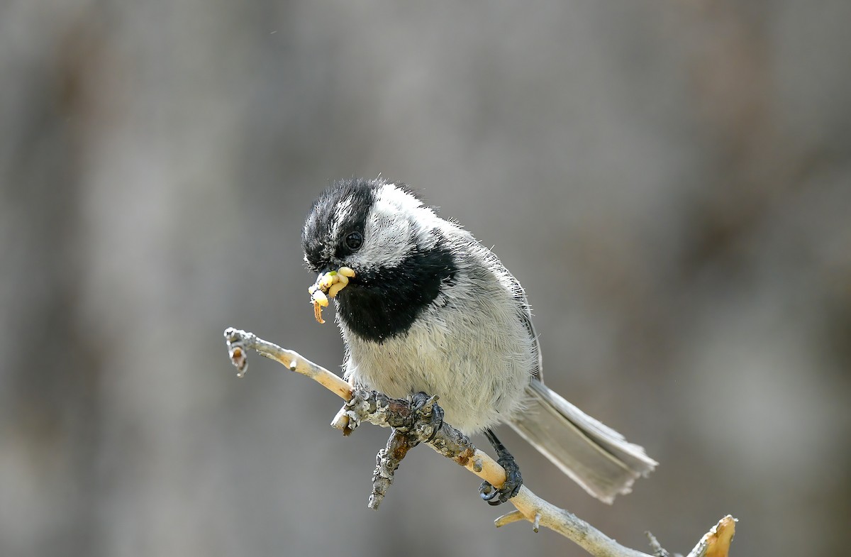 Mountain Chickadee - ML515900721