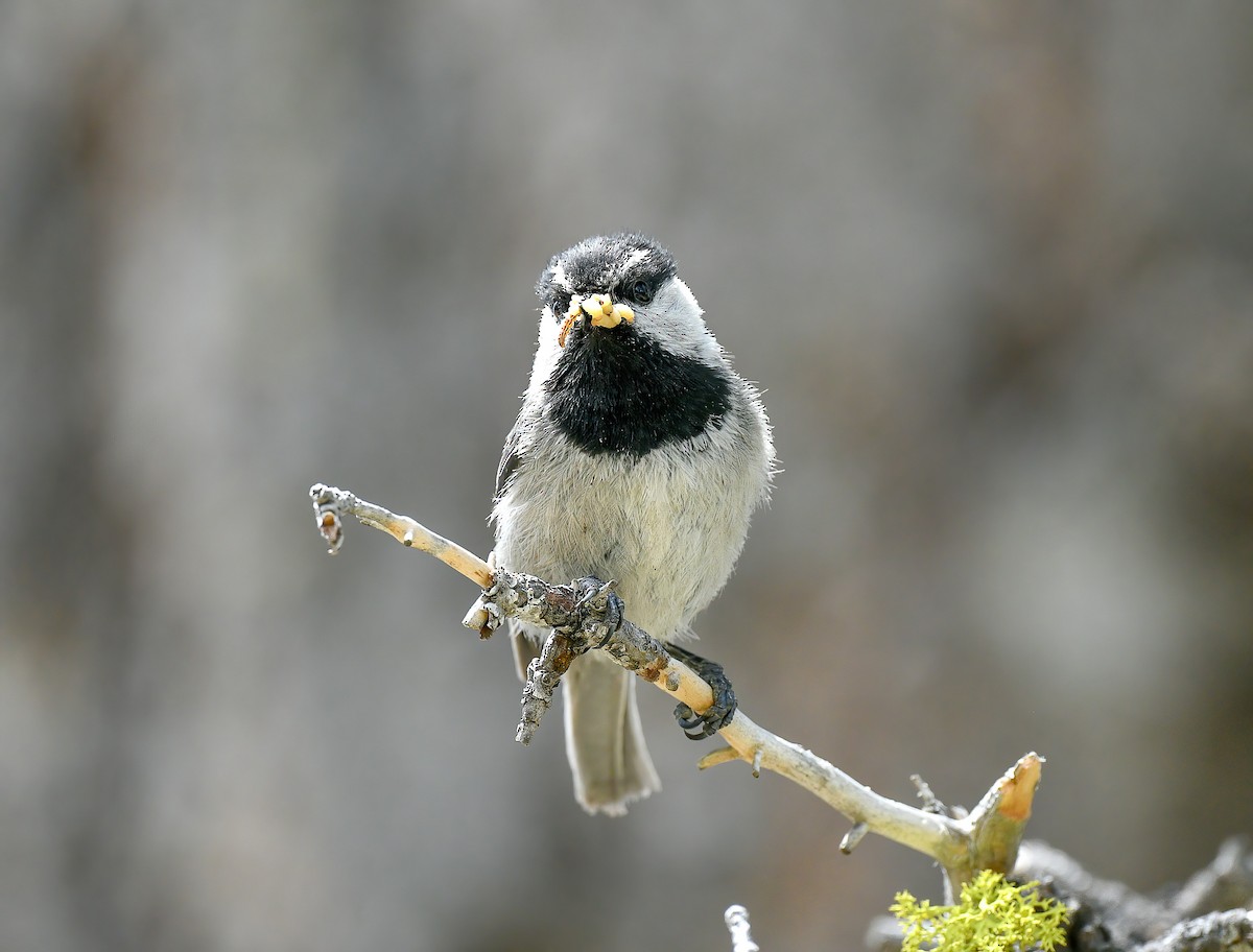 Mountain Chickadee - ML515900781