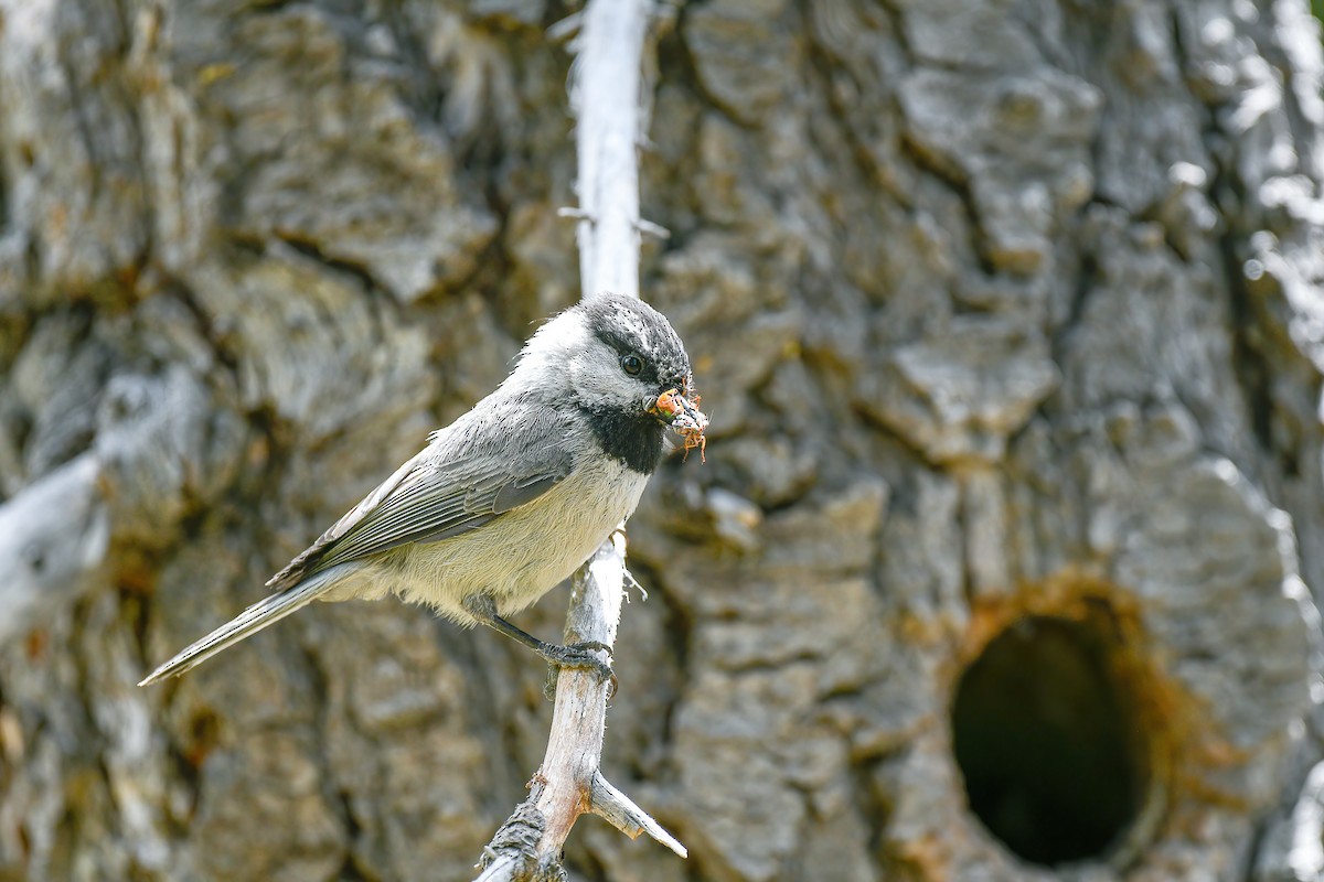 Mountain Chickadee - ML515900801