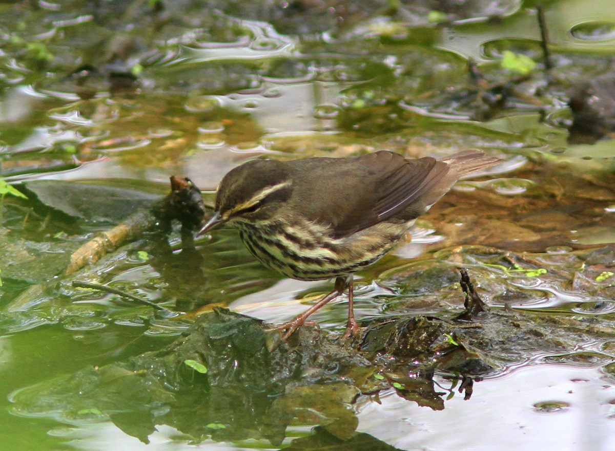 Northern Waterthrush - Bill Maynard