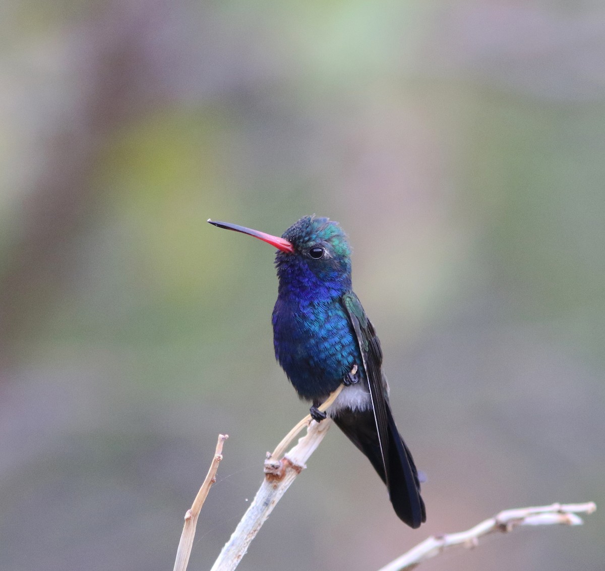 Turquoise-crowned Hummingbird - ML515902041