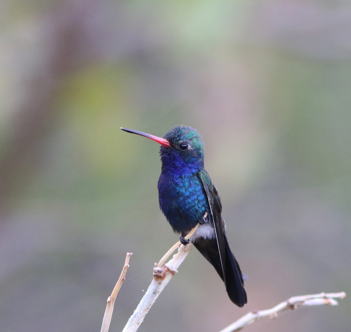 Colibrí Piquiancho de Guerrero - ML515902041