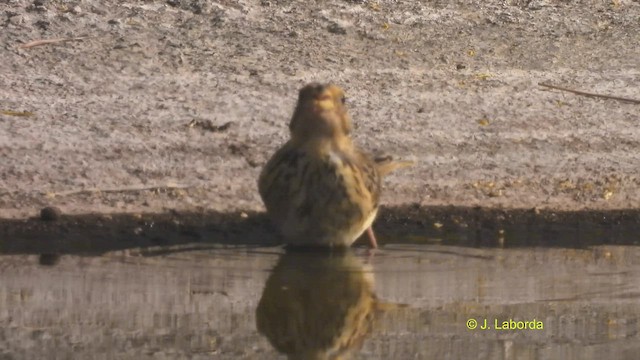 Corn Bunting - ML515903191