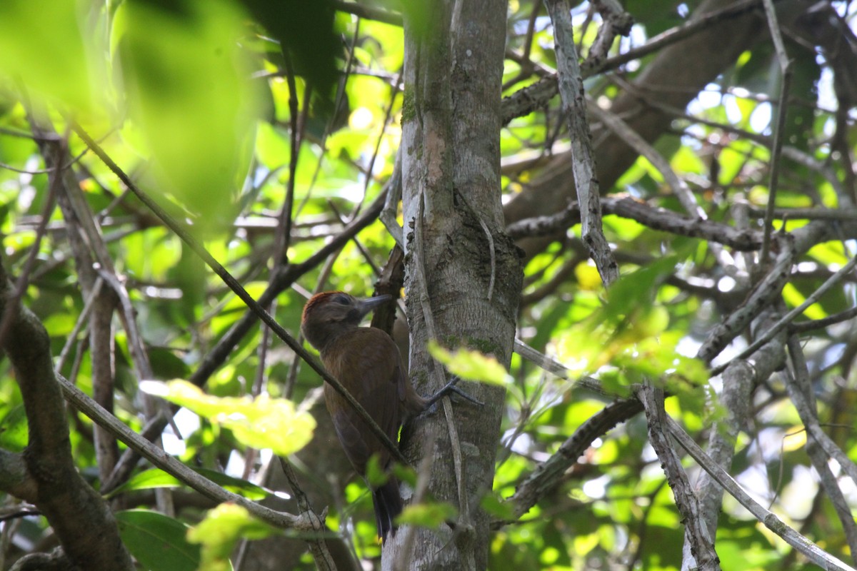Smoky-brown Woodpecker - ML515904471
