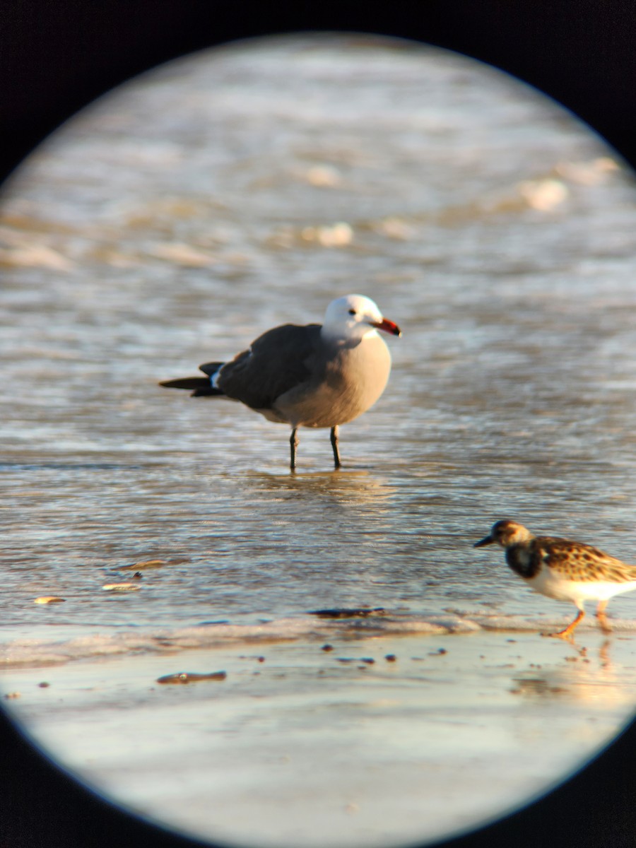 Heermann's Gull - ML515904741