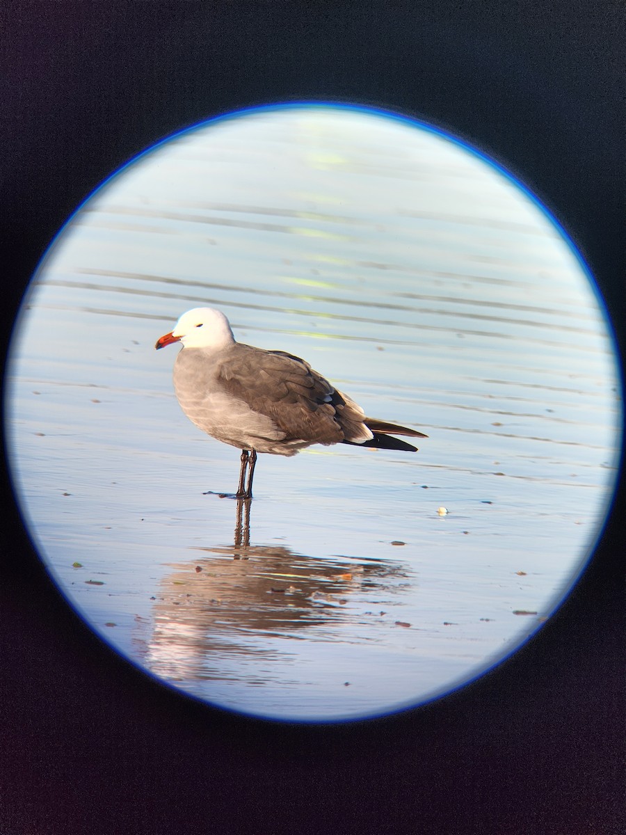 Heermann's Gull - ML515904761