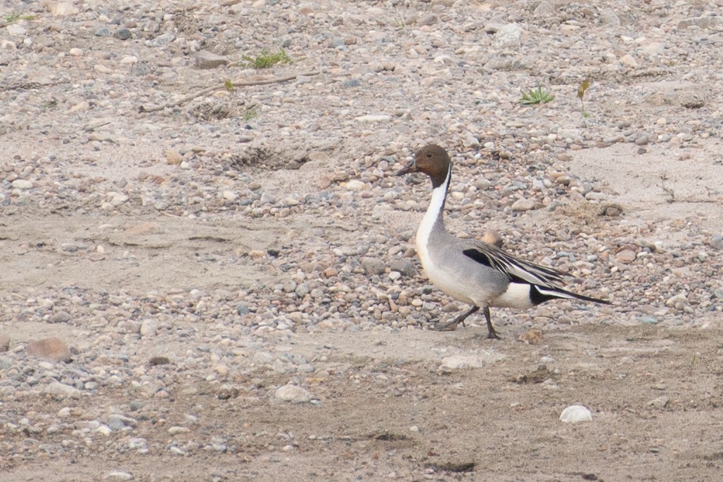 Шовтгор алаг нугас - ML515905001