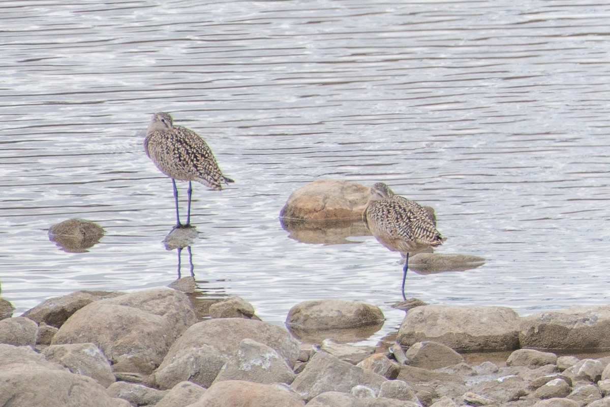 Willet - ML515905051