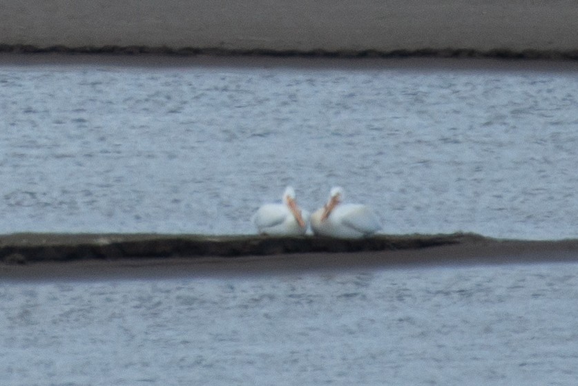 American White Pelican - ML515905091