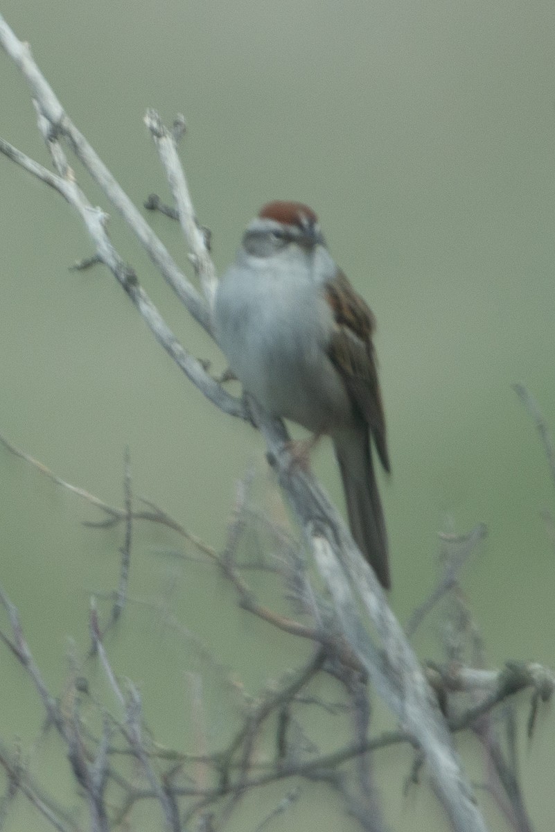 Chipping Sparrow - ML515905151